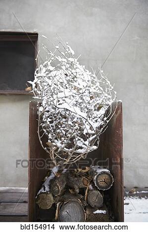 Picture - Snowy tree branch in firewood pile. Fotosearch
