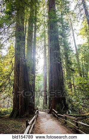 Stock Photo - Tall trees over fenced dirt path in forest. Fotosearch