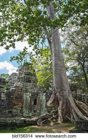 Picture - "Tree growing on ancient Ta Prohm Temple, Siem Reap, Siem Reap, Cambodia". Fotosearch