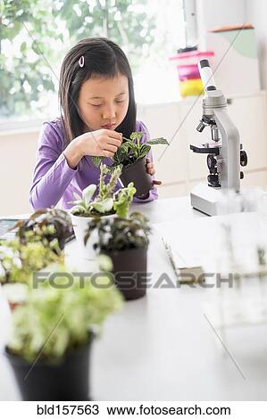 Chinese student examining plants in science lab View Large Photo Image Stock Image - Chinese student examining plants in science lab. Fotosearch