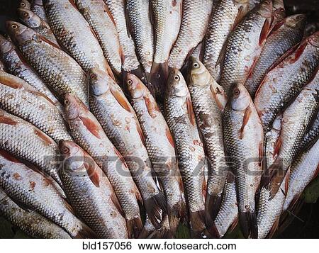 Close up of fresh fish for sale in market View Large Photo Image Stock Photograph - Close up of fresh fish for sale in market. Fotosearch