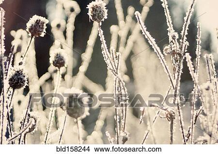 Picture - Close up of frozen plants. Fotosearch