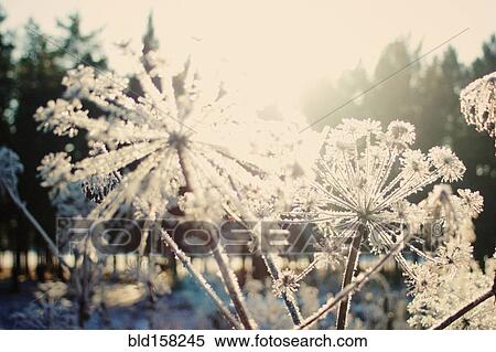 Close up of frozen plants View Large Photo Image Stock Photography - Close up of frozen plants. Fotosearch