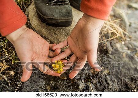Close up of hands holding flower View Large Photo Image Stock Image - Close up of hands holding flower. Fotosearch