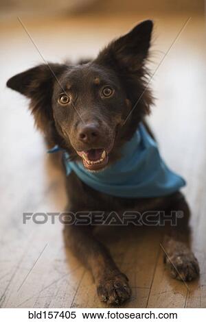 Stock Photography - Dog wearing bandana laying on wooden floor. Fotosearch