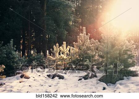Evergreen trees growing in snowy forest View Large Photo Image Stock Image - Evergreen trees growing in snowy forest. Fotosearch