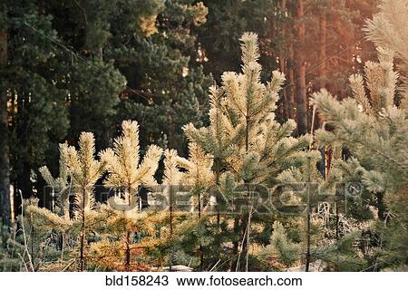 Stock Image - Evergreen trees growing in snowy forest. Fotosearch