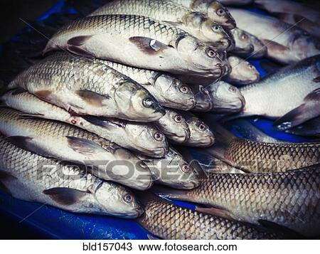 Fresh fish for sale in market View Large Photo Image Stock Image - Fresh fish for sale in market. Fotosearch