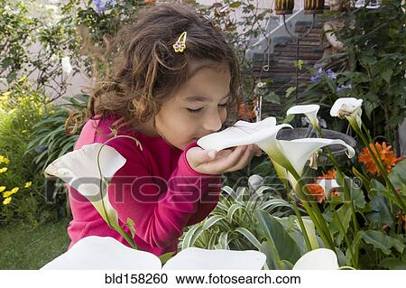 Hispanic girl smelling white flowers in garden View Large Photo Image Stock Image - Hispanic girl smelling white flowers in garden. Fotosearch