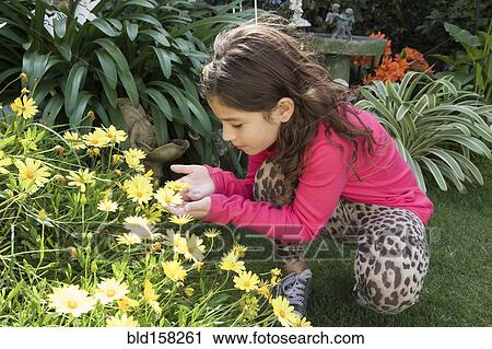 Hispanic girl smelling yellow flowers in garden View Large Photo Image Stock Image - Hispanic girl smelling yellow flowers in garden. Fotosearch