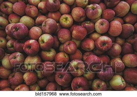 Pile of fresh apples View Large Photo Image Stock Photo - Pile of fresh apples. Fotosearch