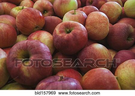 Pile of fresh apples View Large Photo Image Stock Photo - Pile of fresh apples. Fotosearch