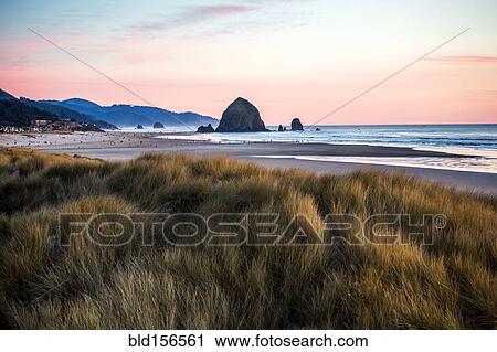 Stock Image - Tall grass under sunset sky on Cannon Beach, Oregon, United States. Fotosearch