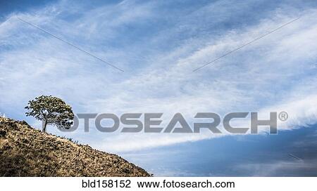 Stock Image - Tree growing on hillside under cloudy blue sky. Fotosearch