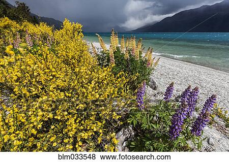 Stock Photo - Flowers growing near river. Fotosearch