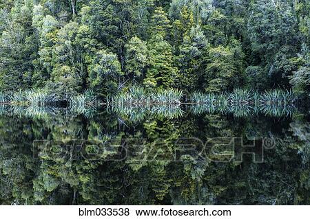 Stock Photo - Forest trees reflecting in still remote lake. Fotosearch