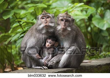 Monkeys sitting on stone banister View Large Photo Image Stock Image - Monkeys sitting on stone banister. Fotosearch
