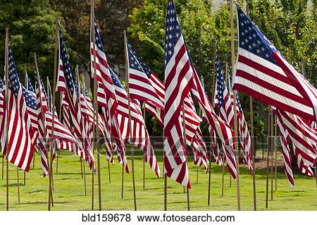 American flags in grass lawn View Large Photo Image Stock Photo - American flags in grass lawn. Fotosearch