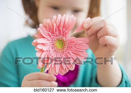 Caucasian girl plucking petal from flower View Large Photo Image Stock Photo - Caucasian girl plucking petal from flower. Fotosearch