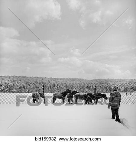 Caucasian girl walking in snowy field to horses View Large Photo Image Stock Image - Caucasian girl walking in snowy field to horses. Fotosearch