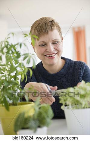 Caucasian woman pruning indoor plants View Large Photo Image Picture - Caucasian woman pruning indoor plants. Fotosearch