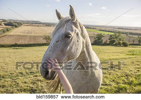 Child petting muzzle of horse in rural field View Large Photo Image Stock Photo - Child petting muzzle of horse in rural field. Fotosearch