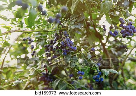 Stock Image - Close up of blueberries growing. Fotosearch