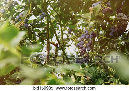 Stock Photography - Close up of blueberries growing. Fotosearch