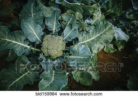 Picture - Close up of broccoli growing in garden. Fotosearch