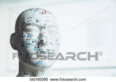 Close up of carved bust with acupuncture diagram View Large Photo Image Stock Image - Close up of carved bust with acupuncture diagram. Fotosearch