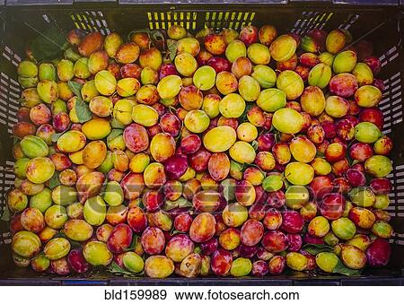 Close up of crate of fresh fruit View Large Photo Image Stock Photo - Close up of crate of fresh fruit. Fotosearch