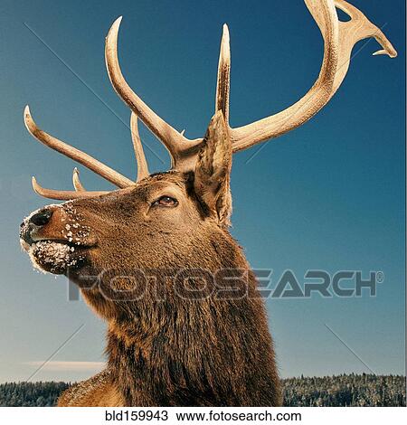 Stock Image - Close up of elk with antlers under blue sky in winter. Fotosearch