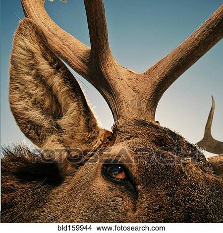Close up of eye, ear and antler of elk View Large Photo Image Picture - Close up of eye, ear and antler of elk. Fotosearch