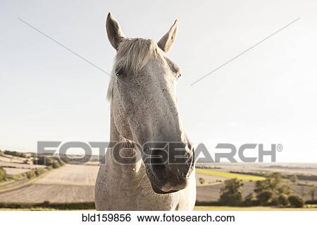 Stock Photograph - Close up of face of horse in rural field. Fotosearch