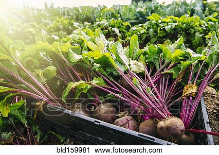 Stock Image - Close up of fresh beets in crate in farm field. Fotosearch