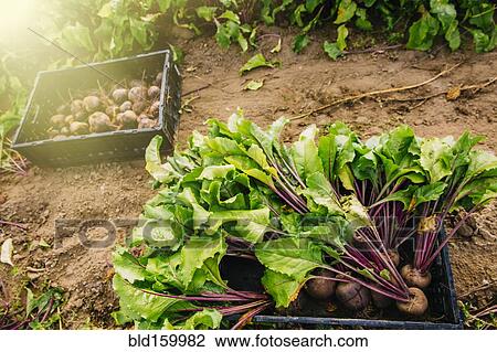 Close up of fresh beets in crate in farm field View Large Photo Image Stock Image - Close up of fresh beets in crate in farm field. Fotosearch