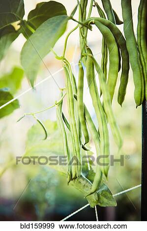 Close up of green beans growing on vine View Large Photo Image Stock Photo - Close up of green beans growing on vine. Fotosearch