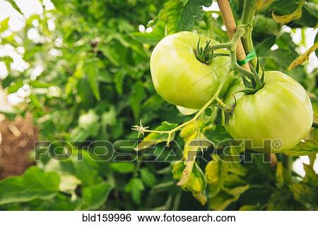 Stock Photograph - Close up of green tomatoes growing on leafy vines. Fotosearch