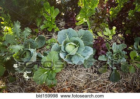 Stock Photo - Close up of greens growing in garden. Fotosearch