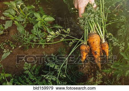 Stock Photo - Close up of hand holding bunch of harvested carrots. Fotosearch