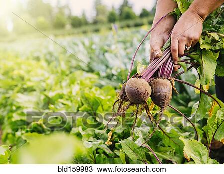 Stock Image - Close up of hands harvesting beets in farm field. Fotosearch