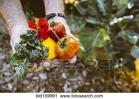 Stock Image - Close up of hands holding fresh produce in garden. Fotosearch