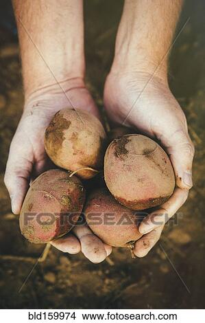 Picture - Close up of hands holding harvested potatoes. Fotosearch