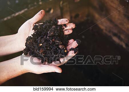 Close up of hands holding wet dirt View Large Photo Image Picture - Close up of hands holding wet dirt. Fotosearch