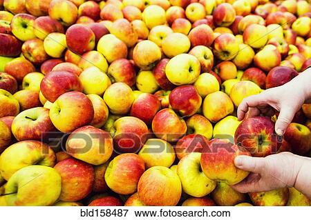 Close up of hands selecting apples in market View Large Photo Image Stock Photo - Close up of hands selecting apples in market. Fotosearch