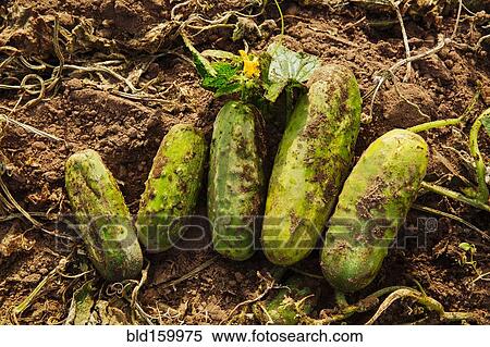 Close up of harvested cucumbers in dirt View Large Photo Image Stock Photography - Close up of harvested cucumbers in dirt. Fotosearch
