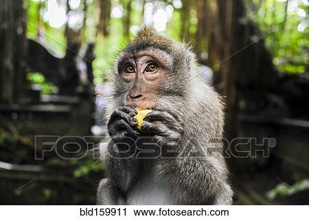 Stock Image - Close up of monkey eating fruit in jungle. Fotosearch