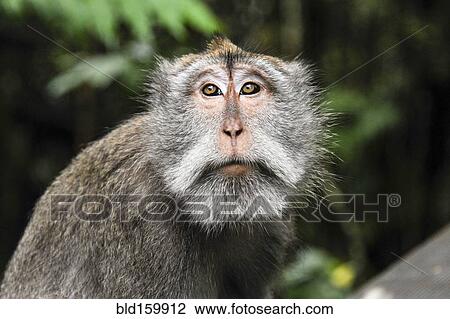 Stock Image - Close up of monkey. Fotosearch