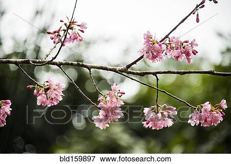 Stock Photo - Close up of pink flowers blooming on tree branch. Fotosearch