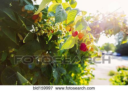 Stock Photo - Close up of raspberries growing on leafy vines. Fotosearch